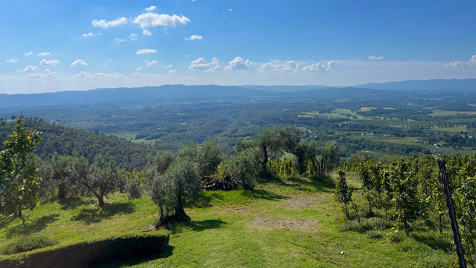 Olive groves and vineyards at Il Borro estate